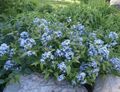 light blue Garden Flowers Blue dogbane, Amsonia tabernaemontana characteristics, Photo