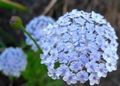 Foto Blaue Spitze Blume, Rottnest Island Daisy  wächst und Merkmale