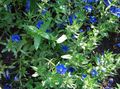 Foto Blau Pimpernel Gartenblumen wächst und Merkmale