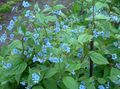 Foto Blau Stickseed Gartenblumen wächst und Merkmale