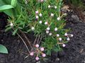 Foto Rosmarinheide, Gemeinsame Rosmarinheide, Sumpf Andromeda Gartenblumen wächst und Merkmale