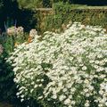 Foto Boltons Aster, Weiß Puppen Gänseblümchen, Falsche Aster, Falsche Kamille Gartenblumen wächst und Merkmale