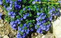 Photo Brooklime Garden Flowers growing and characteristics