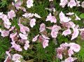 Foto Brooklime Gartenblumen wächst und Merkmale