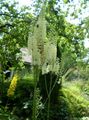 Photo Bugbane, Fairy Candles Garden Flowers growing and characteristics