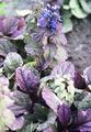 Foto Signalhorn, Bugleweed Gartenblumen wächst und Merkmale