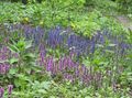 Foto Signalhorn, Bugleweed Gartenblumen wächst und Merkmale