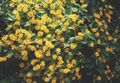 Foto Butter Gänseblümchen, Melampodium, Goldenes Medaillon Blume, Stern Daisy  wächst und Merkmale