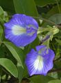 Photo Butterfly Pea Garden Flowers growing and characteristics