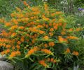 Photo Butterflyweed Garden Flowers growing and characteristics