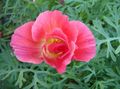 Photo California Poppy Garden Flowers growing and characteristics