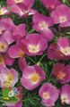 Photo California Poppy Garden Flowers growing and characteristics