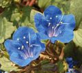 Foto Kalifornische Bluebell, Lacy Phacelia, Blau Locken, Raupe, Fiddleneck, Spinnenblume, Wild Heliotrop  wächst und Merkmale