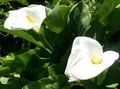 Foto Calla-Lilien, Aronstab Gartenblumen wächst und Merkmale