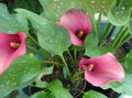 Foto Calla-Lilien, Aronstab Gartenblumen wächst und Merkmale
