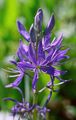 Photo Camassia Garden Flowers growing and characteristics