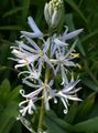 Photo Camassia Garden Flowers growing and characteristics
