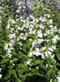 Photo Campanula, Bellflower  growing and characteristics