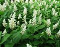 Foto Kanada Mayflower, Falsche Maiglöckchen Gartenblumen wächst und Merkmale