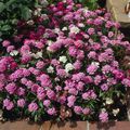 Photo Candytuft Garden Flowers growing and characteristics