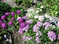 Photo Candytuft Garden Flowers growing and characteristics