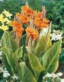 Photo Canna Lily, Indian shot plant Garden Flowers growing and characteristics