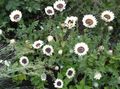 Photo Cape Daisy, Monarch of the Veldt Garden Flowers growing and characteristics