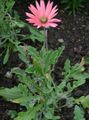 Photo Cape Daisy, Monarch of the Veldt Garden Flowers growing and characteristics