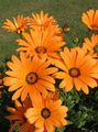 Photo Cape Marigold, African Daisy Garden Flowers growing and characteristics