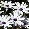 Photo Cape Marigold, African Daisy Garden Flowers growing and characteristics