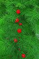 sarkans Dārza Ziedi Kardināls Alpīnists, Ciprese Vīnogulāju, Indian Rozā, Ipomoea quamoclit raksturlielumi, Foto