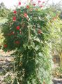 Foto Kardinal Bergsteiger, Zypresse-Rebe, Indisches Rosa Gartenblumen wächst und Merkmale