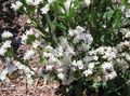 Photo Carolina Sea Lavender Garden Flowers growing and characteristics