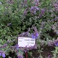 Photo Cat mint Garden Flowers growing and characteristics