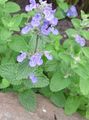 Photo Cat mint Garden Flowers growing and characteristics