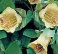 Foto Dom Glocken, Tasse Und Untertasse Pflanze, Tasse Und Untertasse Wein Gartenblumen wächst und Merkmale
