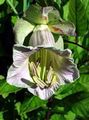 Foto Dom Glocken, Tasse Und Untertasse Pflanze, Tasse Und Untertasse Wein Gartenblumen wächst und Merkmale