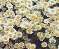 Foto Kamille Rasen, Römische Kamille Gartenblumen wächst und Merkmale
