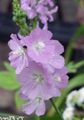 Photo Checkerbloom, Miniature Hollyhock, Prairie Mallow, Checker Mallow Garden Flowers growing and characteristics