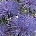 Photo China Aster Garden Flowers growing and characteristics