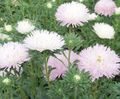 roze Tuin Bloemen China Aster, Callistephus chinensis karakteristieken, foto