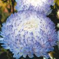 Photo China Aster Garden Flowers growing and characteristics