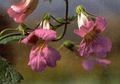 Foto Chinesische Fingerhut Gartenblumen wächst und Merkmale