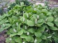 Photo Chloranthus Garden Flowers growing and characteristics