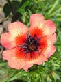 Photo Cinquefoil Garden Flowers growing and characteristics