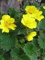 sárga Kerti Virágok Cinquefoil, Potentilla jellemzők, fénykép