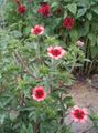 Photo Cinquefoil Garden Flowers growing and characteristics