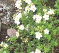 Foto Fingerkraut Gartenblumen wächst und Merkmale