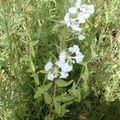 Photo Clarkia, Garland Flower, Mountain Garland  growing and characteristics