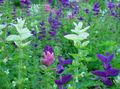 Photo Clary Sage, Painted Sage, Horminum Sage Garden Flowers growing and characteristics